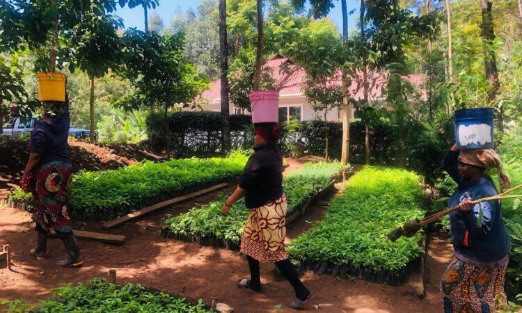 Tanzania first group results