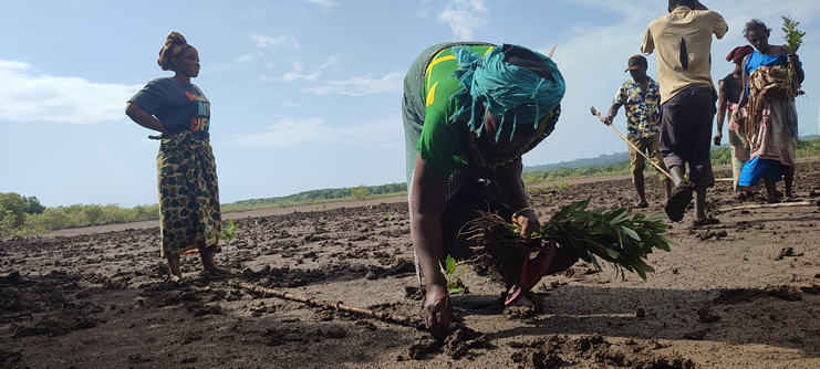 tree-planting-fou-mangrove-forest